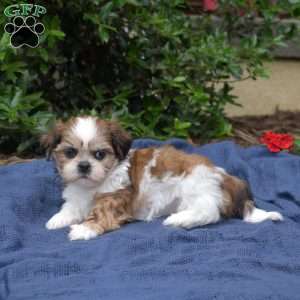 Cherry, Shih Tzu Puppy
